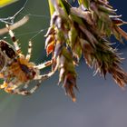 Zusammenspiel der Natur