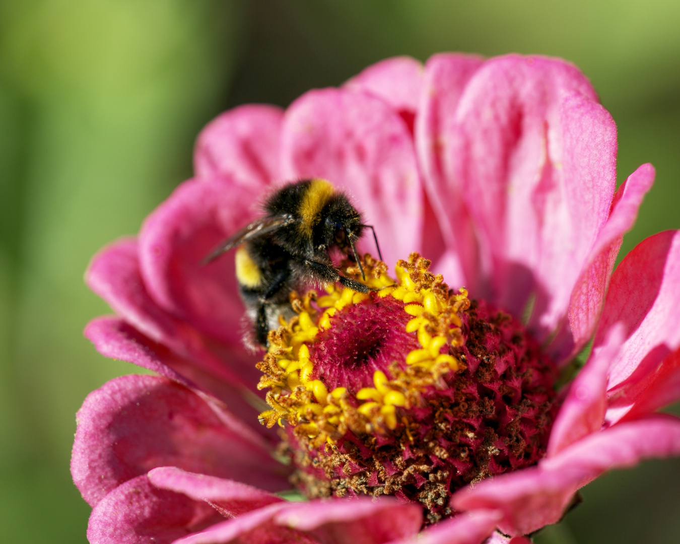 Zusammenspiel von Zinnien und Hummel