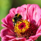 Zusammenspiel von Zinnien und Hummel