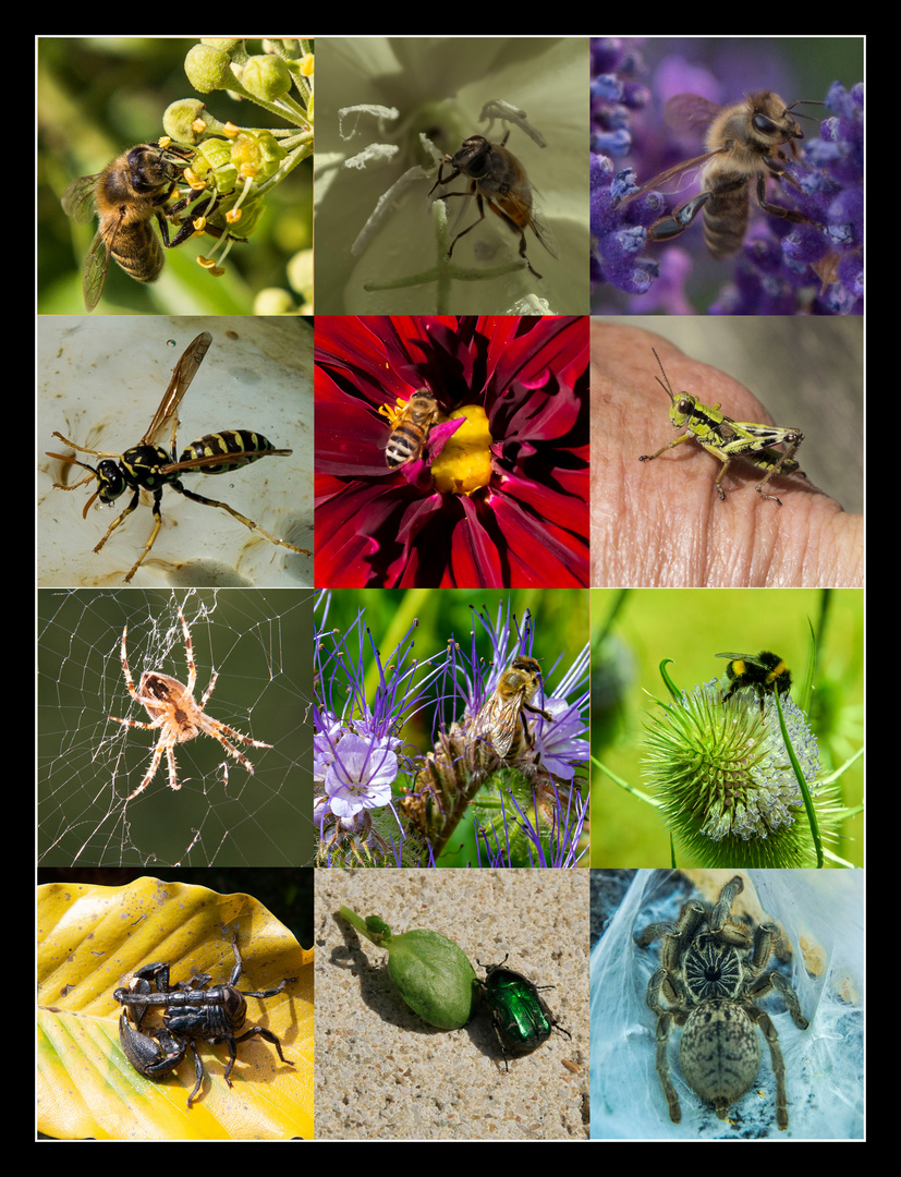 Zusammenstellung Insekten