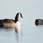 Zusammentreffen Kanadagans und Blässhühnchen