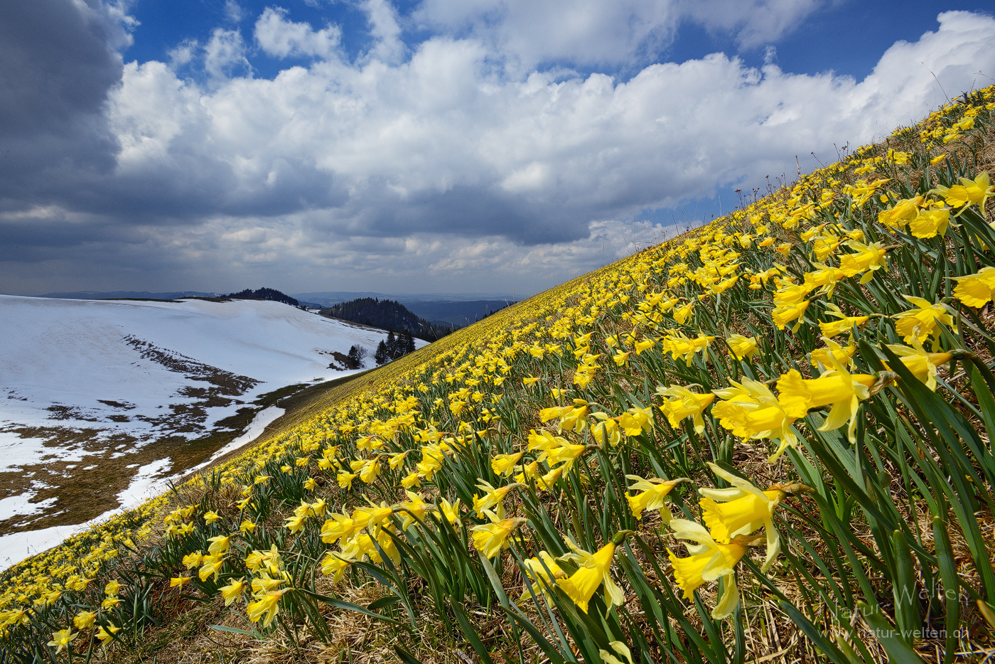 Zusammentreffen von Frühling und Winter