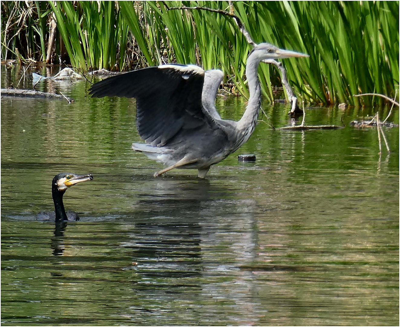 Zusammentreffen von Reiher und Kormoran Foto Bild Zusammentreffen von Reiher und Kormoran Foto Bild