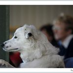 Zuschauer bei der Sheepdog-Vorführung