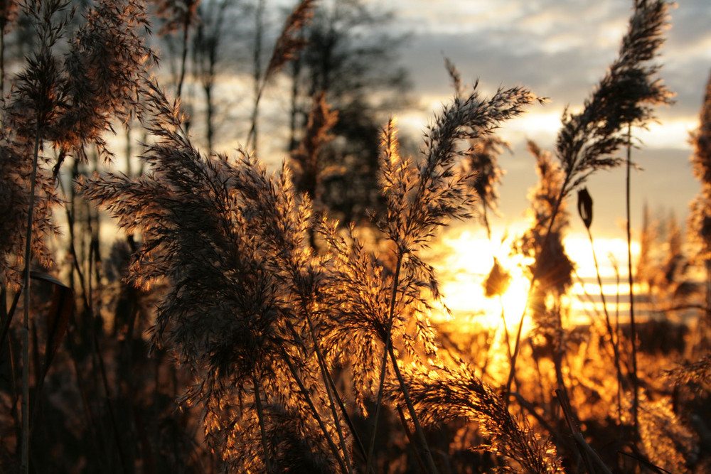 Zuschauer der Sonne