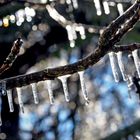 Zustand eines Baumes bei Frostschutzberegnung! - Glaçons après aspersion d'eau pour prévenir le gel!