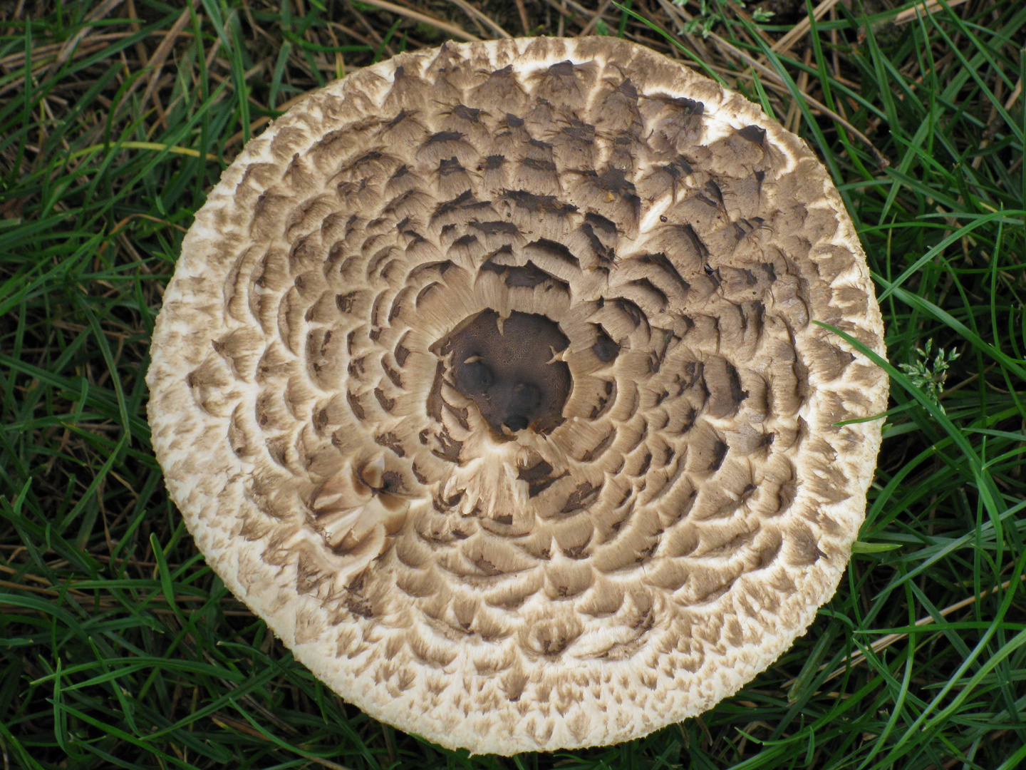 zut alors, me voilà débusqué ! mince, ça caille !!