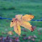 Zut, coincée pour l'hiver