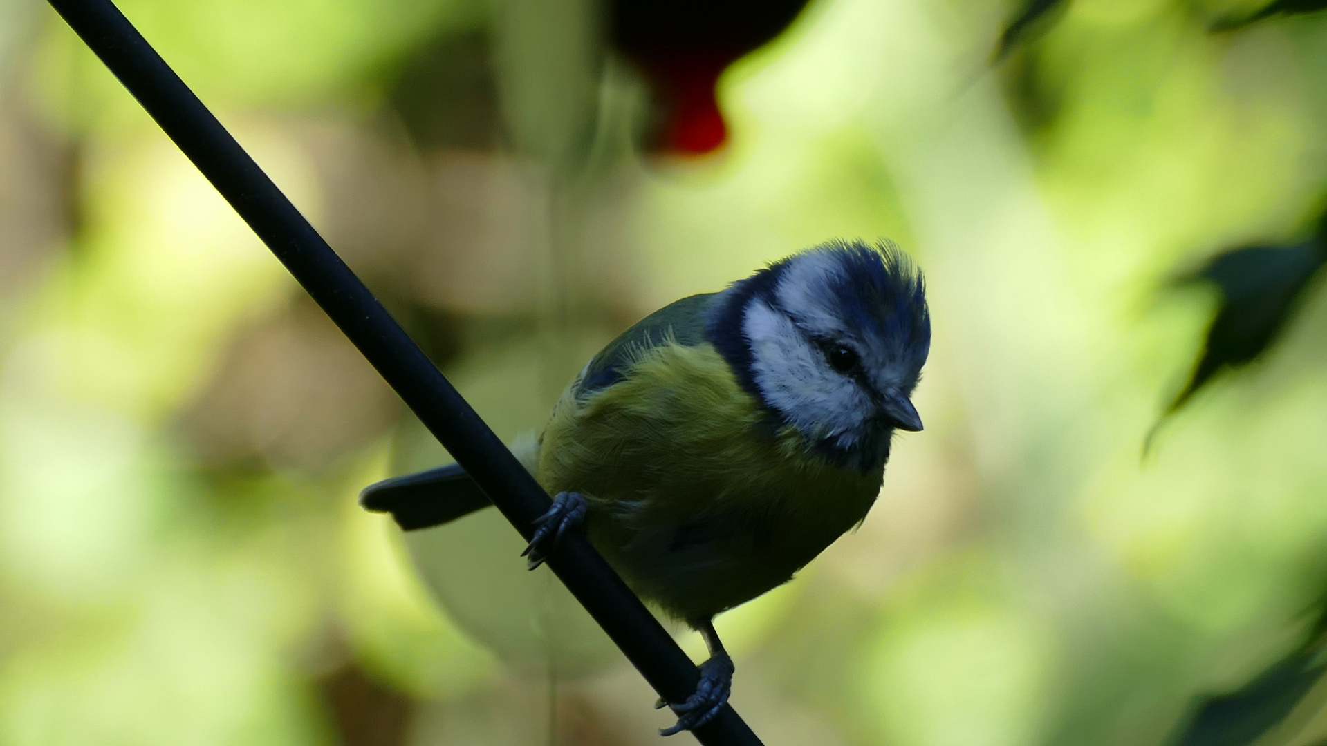 Zutrauliche Blaumeise