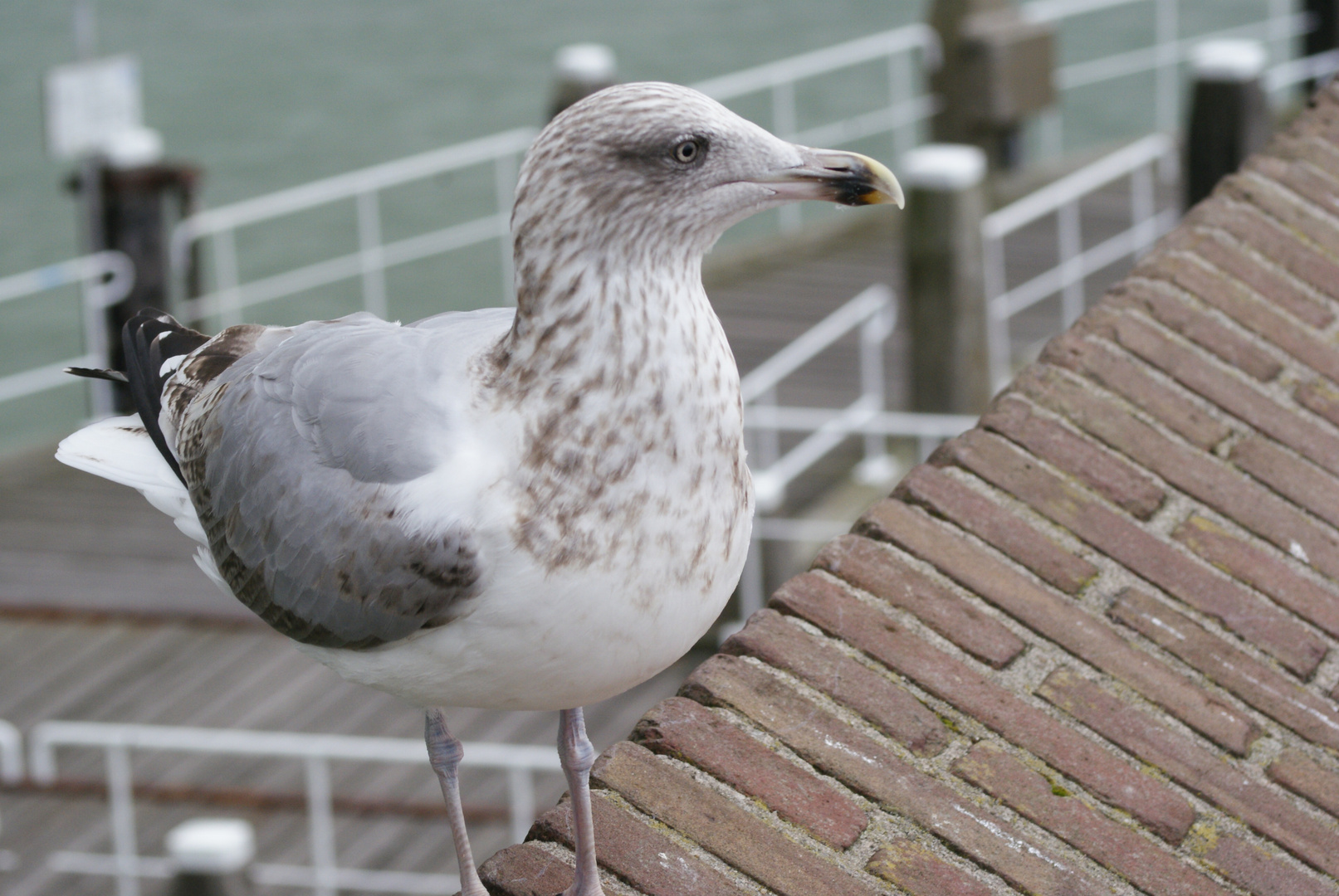 Zutrauliche Möwe in Holland