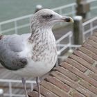 Zutrauliche Möwe in Holland