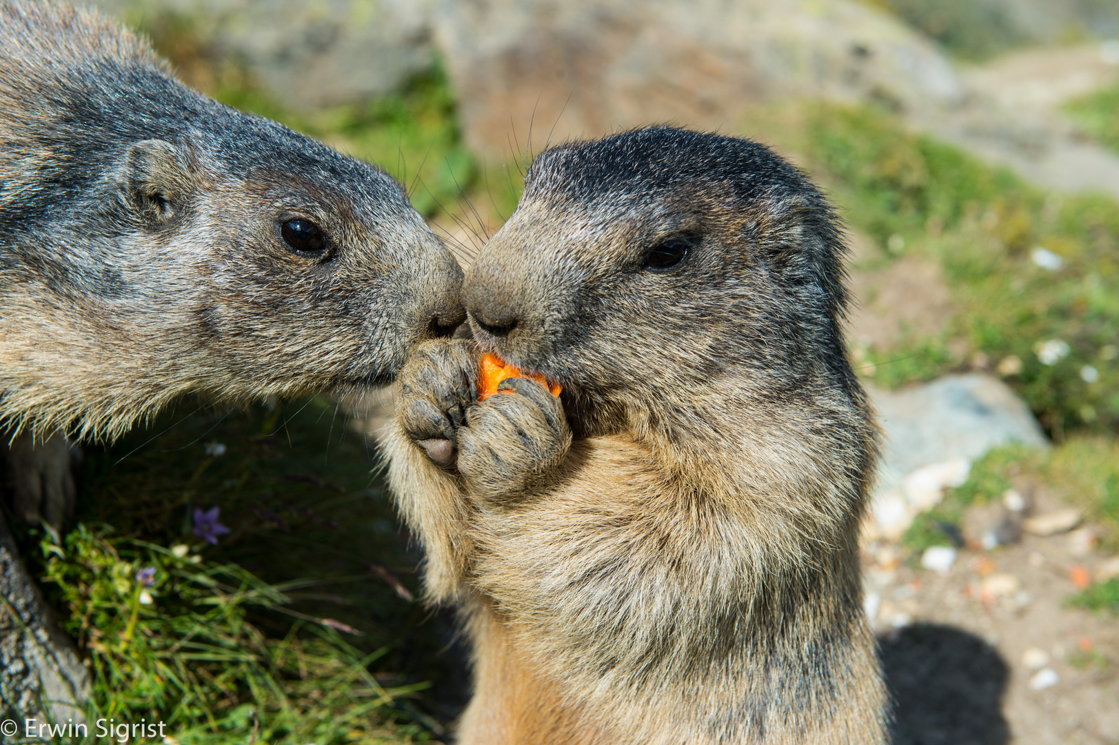 Zutrauliche Murmeltiere im Wallis (Schweiz)