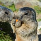 Zutrauliche Murmeltiere im Wallis (Schweiz)