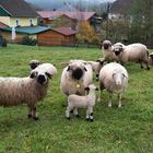 Zutrauliche Schafe