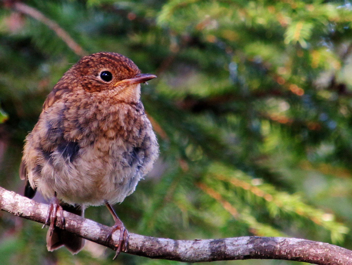 Zutraulicher Besuch, mitten im Wald