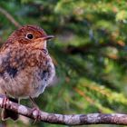 Zutraulicher Besuch, mitten im Wald