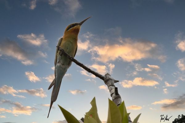 Zutraulicher Bienenfresser / Trusting Beeeater