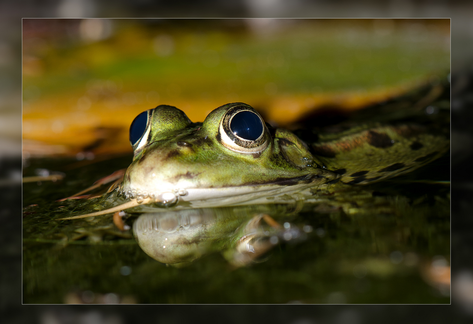 Zutraulicher Frosch