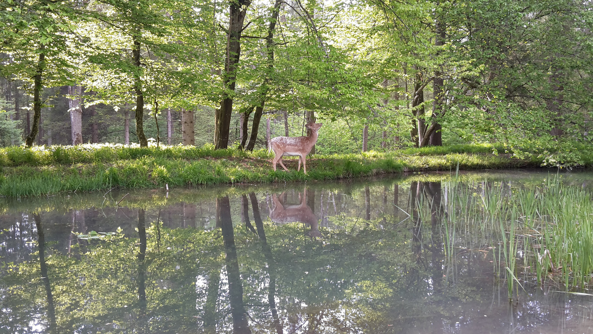 Zutraulicher Hirsch im Wildpark Landsberg am Lech