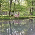 Zutraulicher Hirsch im Wildpark Landsberg am Lech