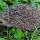 zutraulicher Igel...................