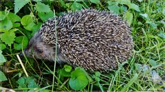 zutraulicher Igel...................