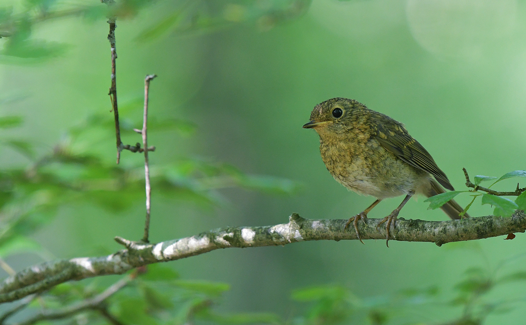 Zutraulicher Jungvogel