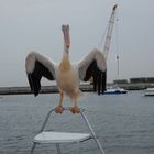 Zutraulicher Pelikan