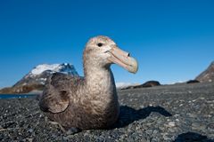 zutraulicher Riesensturmvogel auf Südgeorgien