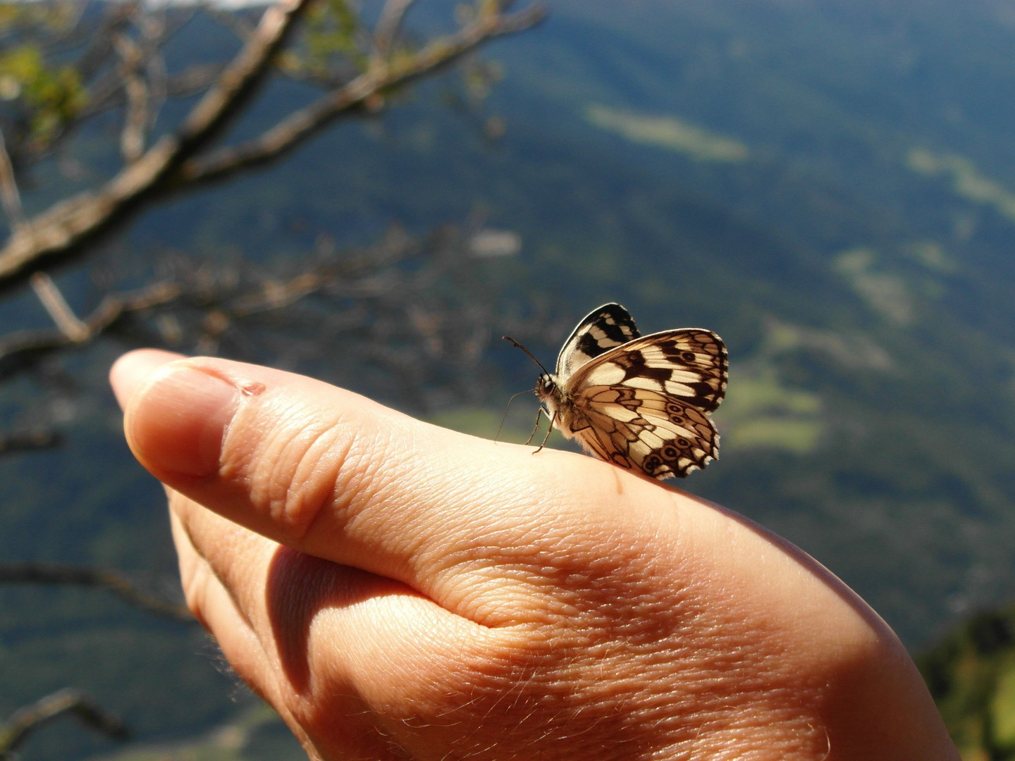 Zutraulicher Schmetterling