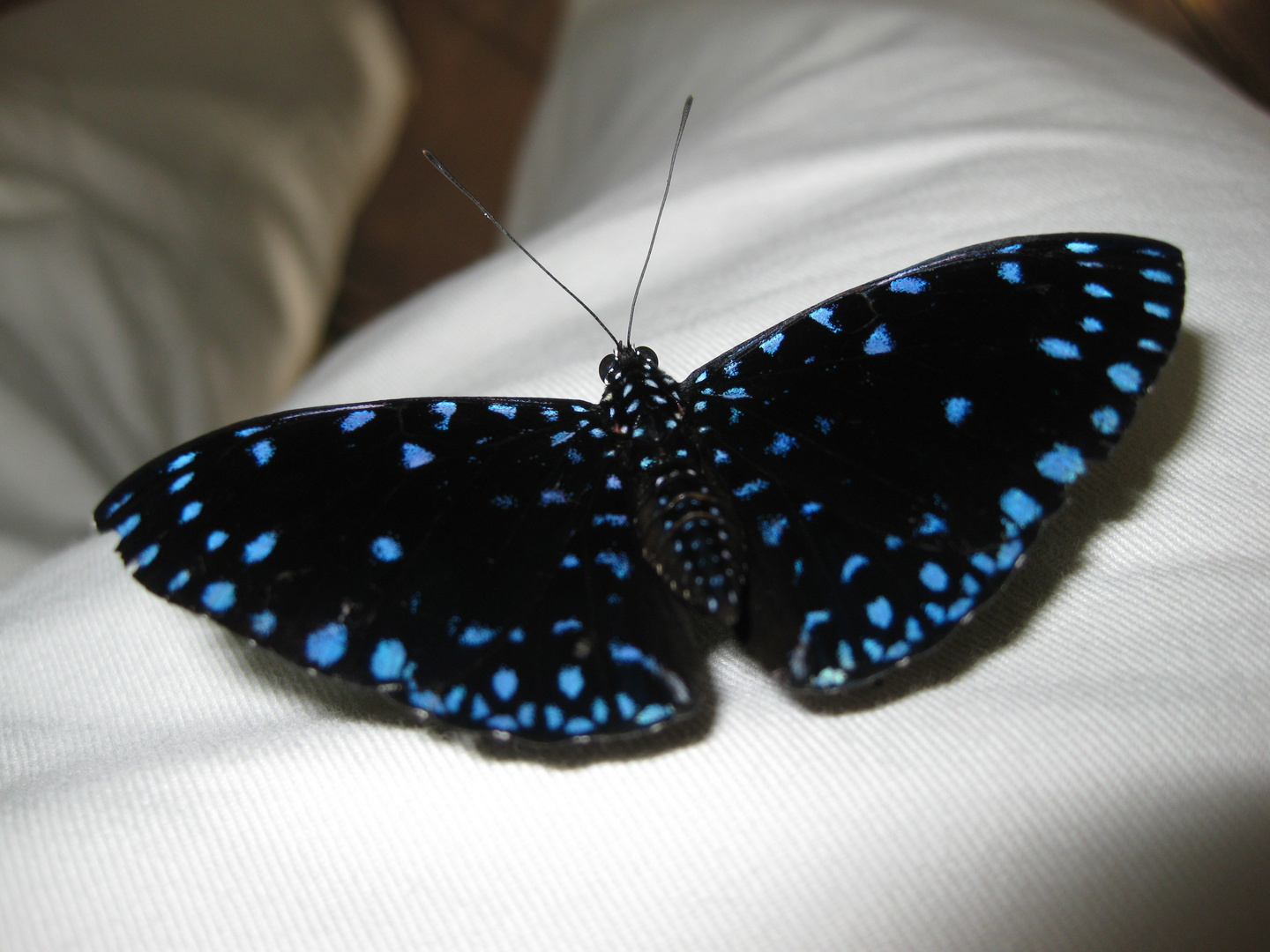 Zutraulicher Schmetterling auf meiner Hose (egapark Erfurt) 10.07.2015