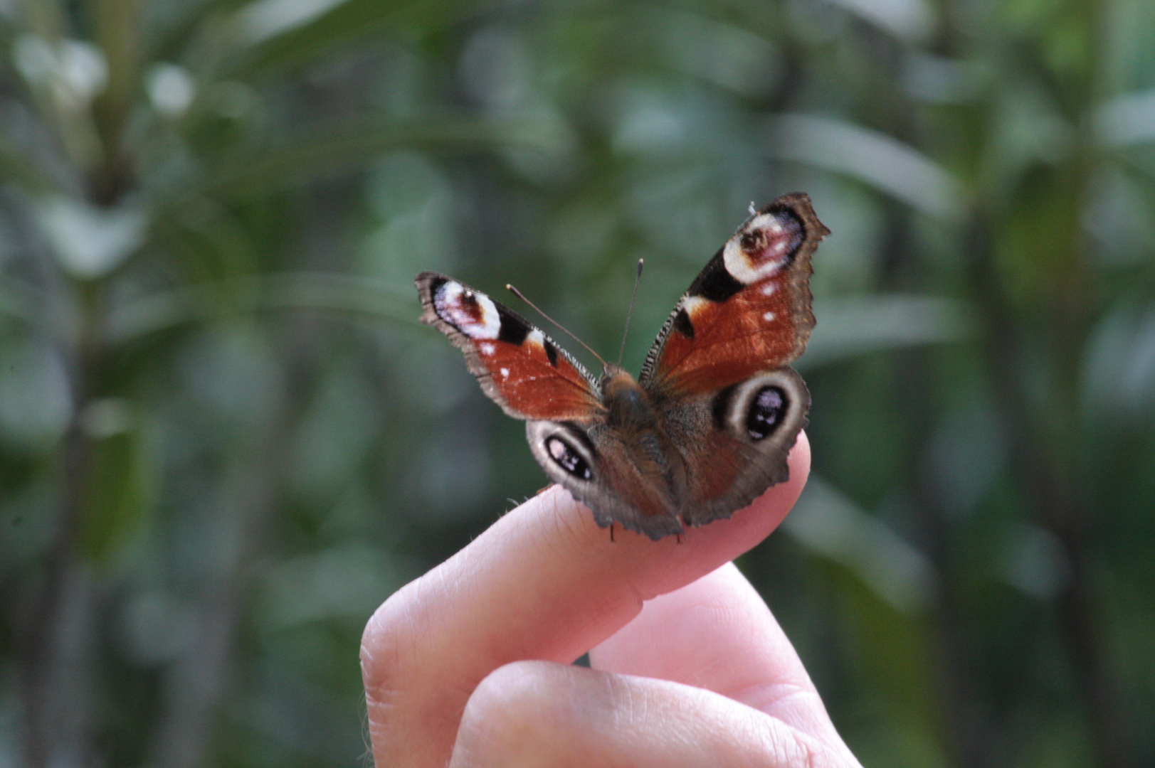 Zutraulicher Schmetterling - Tagpfauenauge