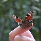 Zutraulicher Schmetterling - Tagpfauenauge