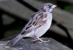 Zutraulicher Spatz