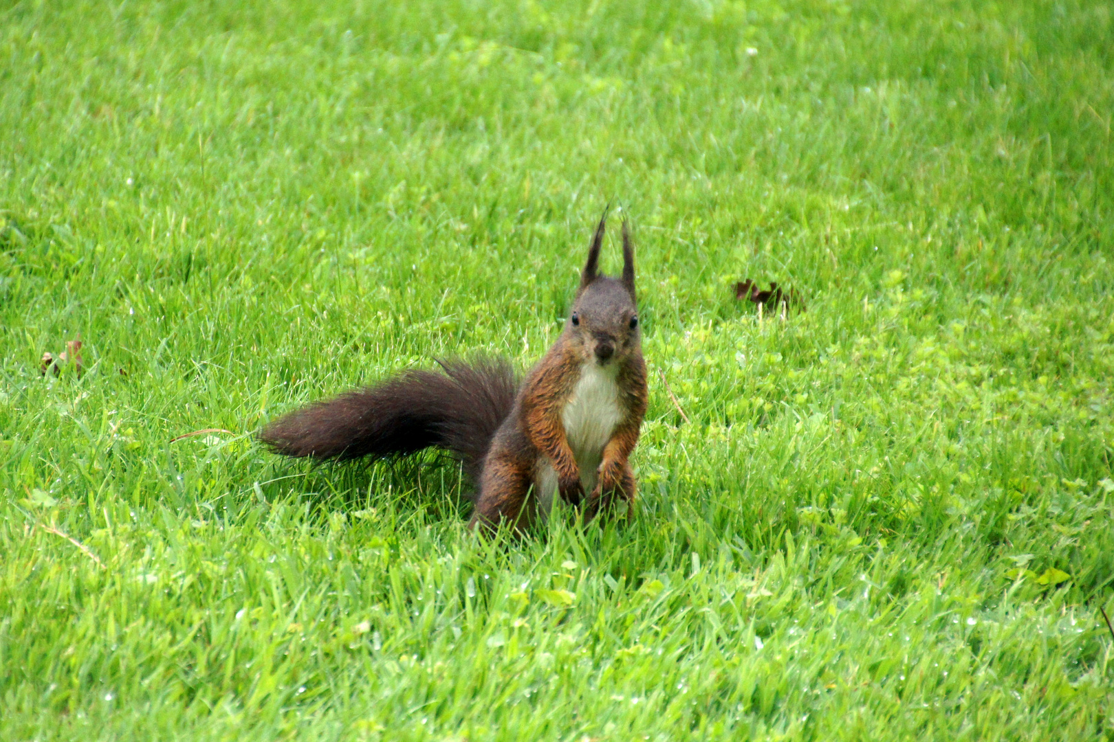 zutrauliches Eichhörnchen