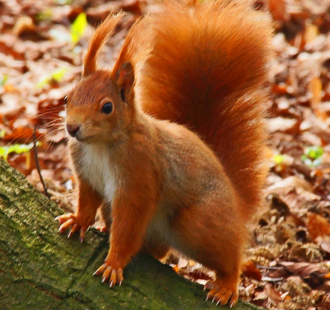 ZUTRAULICHES EICHHÖRNCHEN Foto & Bild | natur, tiere, motive Bilder auf