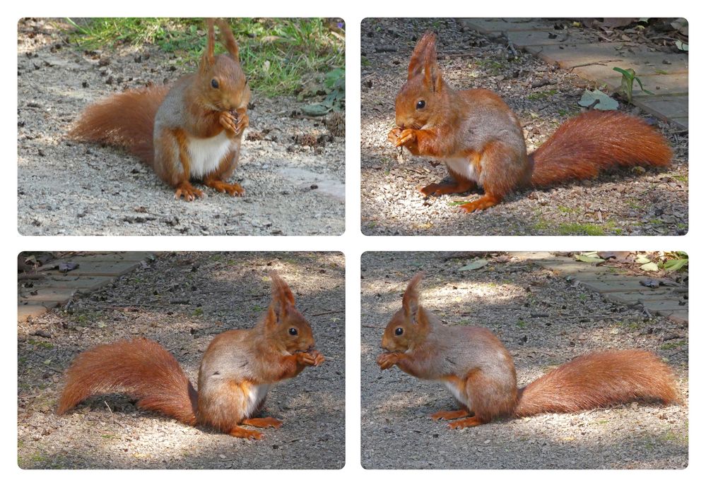 Zutrauliches Eichhörnchen