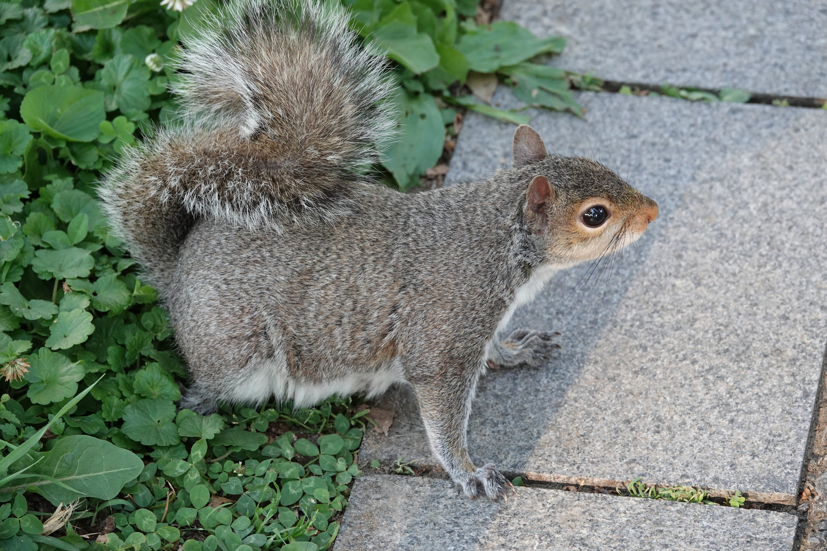 Zutrauliches Grauhörnchen