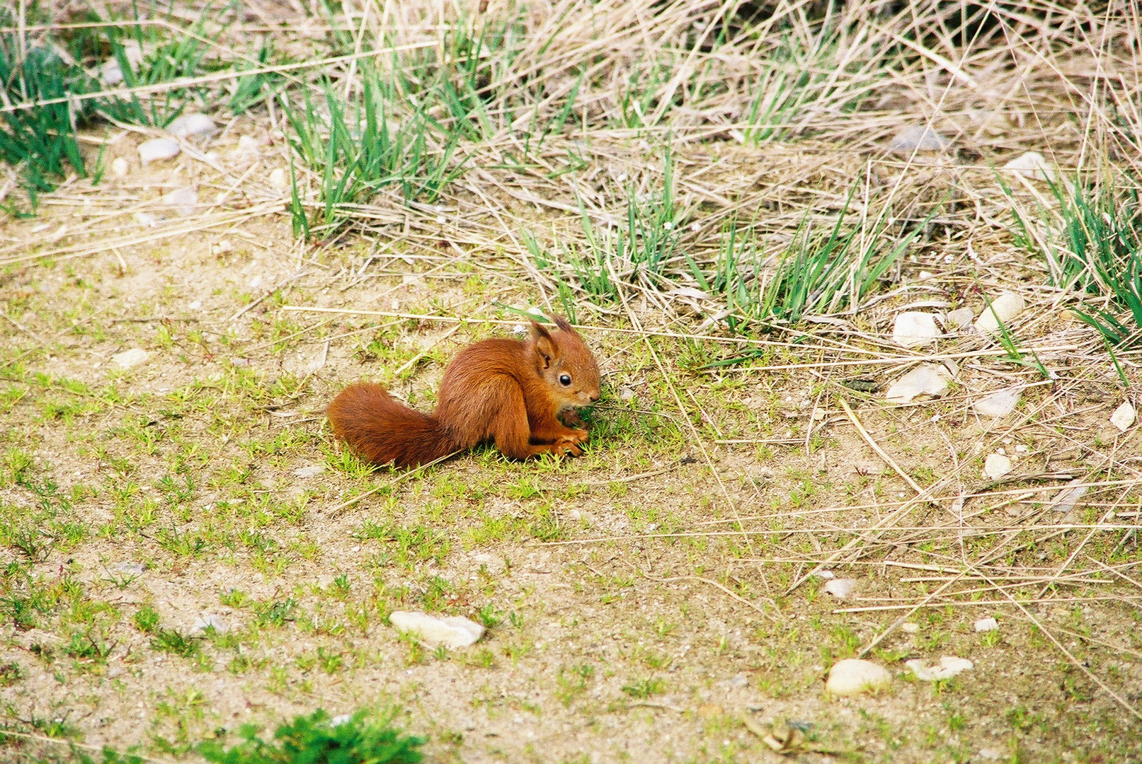 Zutrauliches kleines Eichhörnchen