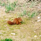 Zutrauliches kleines Eichhörnchen