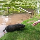 Zutrauliches Nutria