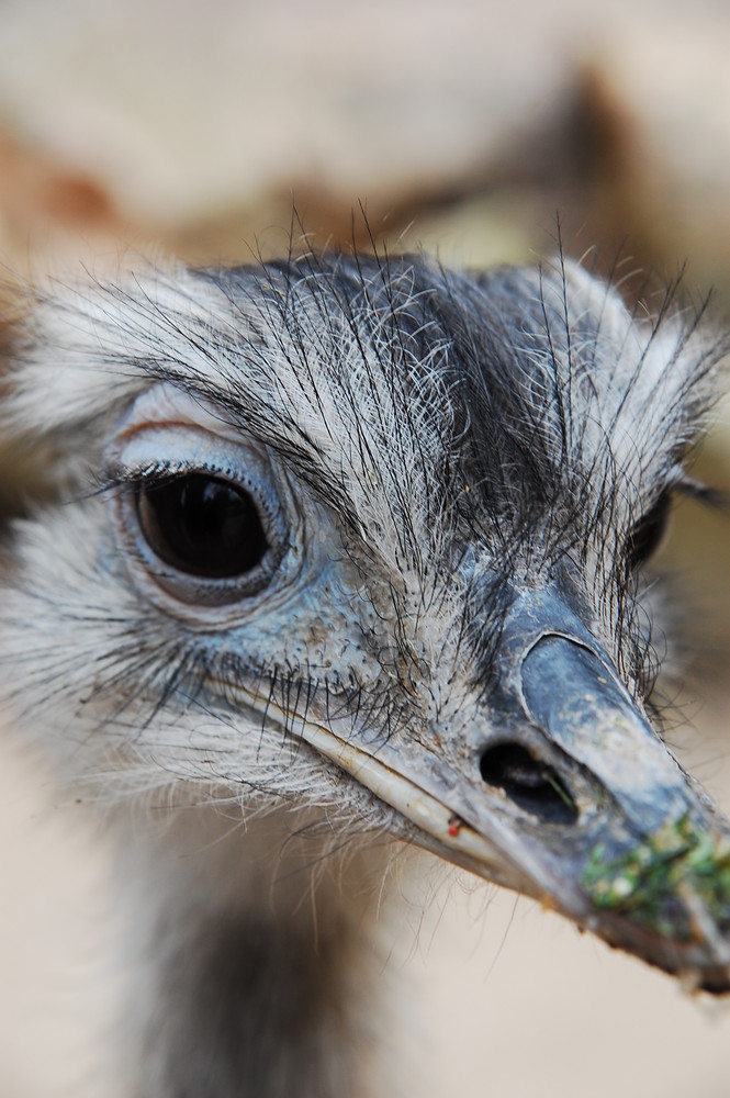 zutrauliches Vogeltier