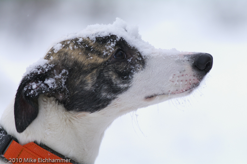 Zuviel Schnee :-)