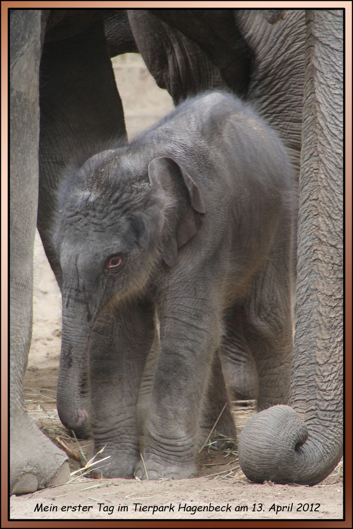 Zuwachs bei den Elefanten im Tierpark Hagenbeck am 13. April 2012