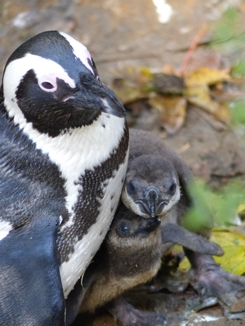 Zuwachs bei Familie Pinguin