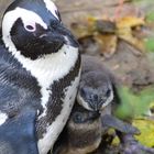 Zuwachs bei Familie Pinguin
