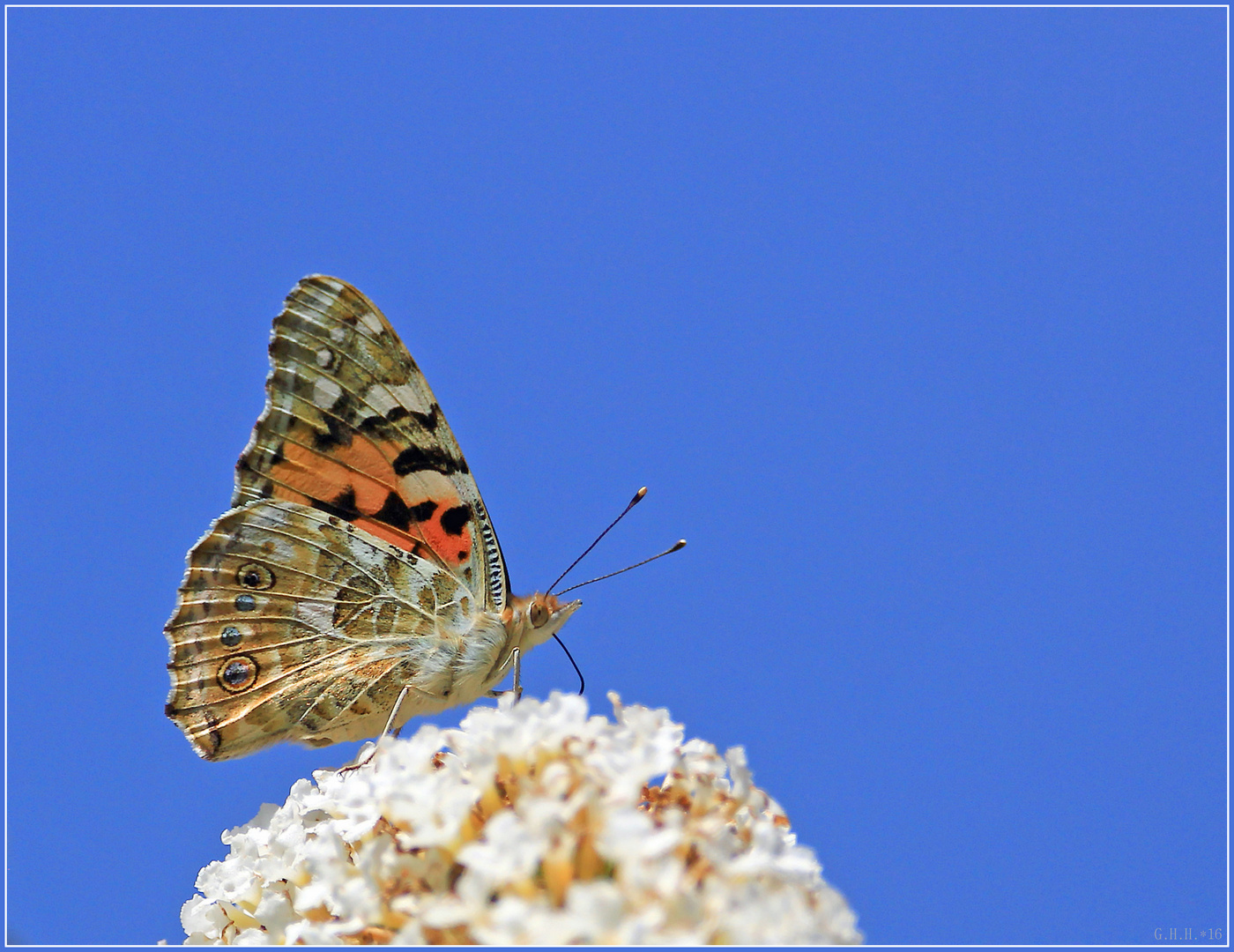 ***   ZUWANDERER AUS NORDAFRIKA   ***