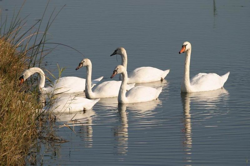 zwanen-familie