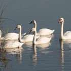 zwanen-familie