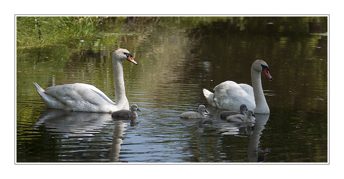 Zwanenfamilie